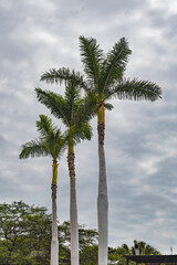 Immerse yourself in the tropical allure of our captivating collection featuring a picturesque group of three palm trees. 