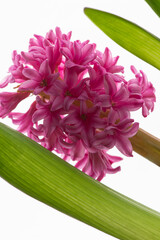 Pink flowers on a white background, macro texture