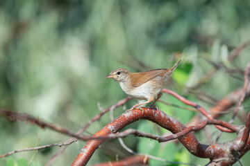 Cetti`s Warbler on dry twigs. Cettia cetti. Green background.