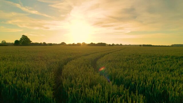 AERIAL, LENS FLARE: A large lush wheat field in beautiful golden evening light. Last rays of summer sun illuminate green cereal plants growing in the English countryside on the outskirts of Canterbury