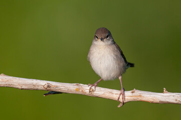 Cetti`s Warbler on dry twigs. Cettia cetti. Green background.