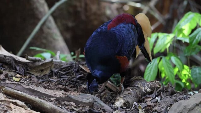 A magnificent Bornean Crested Fireback, scientifically known as Lophura ignita, stands proud in the dappled sunlight of the Bornean rainforest