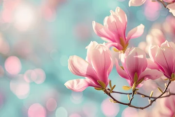 Rolgordijnen Wide composition of spring magnolia blooming against pastel blue sky and pink background © The Big L
