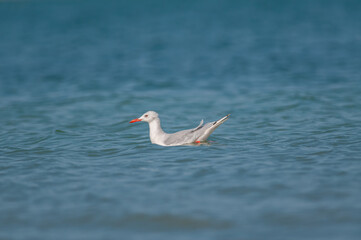 Gull swimming in the lake. Slender-billed Gull. Chroicocephalus genei.
