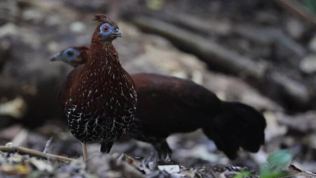 A magnificent Bornean Crested Fireback, scientifically known as Lophura ignita, stands proud in the dappled sunlight of the Bornean rainforest