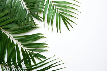 Minimalist arrangement of green palm leaves extending towards the edges of a pure white background. AI generative.