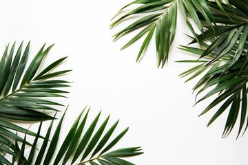 Minimalist arrangement of green palm leaves extending towards the edges of a pure white background. AI generative.