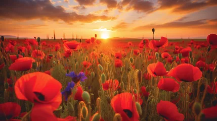 Poster poppy field in sunset © bmf-foto.de