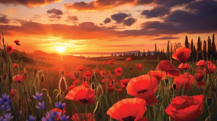 Foto op Plexiglas poppy field in sunset © bmf-foto.de