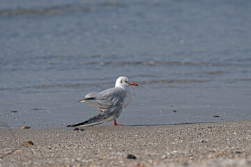 A seagull with a broken wing at the seaside. Black-headed Gull, Chroicocephalus ridibundus.