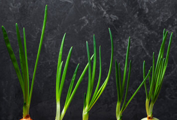 Growing green onions at home. Ecological product