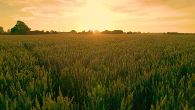 AERIAL, LENS FLARE: Vast field full of wheat glows in the golden morning light. First rays of summer sun illuminate green cereal plants growing in English countryside on the outskirts of Canterbury.