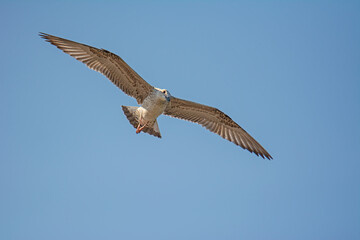 The gull that flies in the sky. Yellow-legged Gull, Larus michahellis.