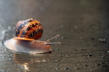 Snails and raindrops on glass.