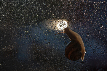 Snails and raindrops on glass.