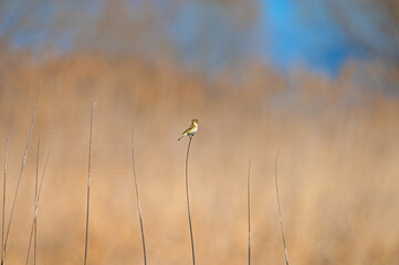 Small bird on dry reed branches. Common Chiffchaff, Phylloscopus collybita. Wallpaper, background.