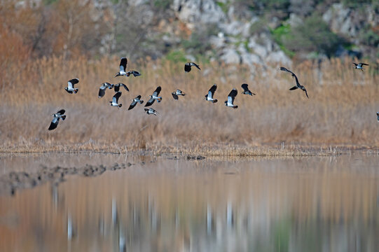 Birds flying over the lake. Northern Lapwing, Vanellus vanellus.