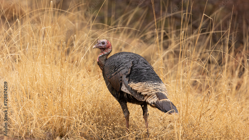 Wall mural A wild turkey hen looks over it's shoulder as it makes it's way through rain wet golden colored grass on a cloudy wet February day in Zion National Park, Utah, USA.