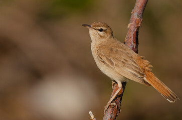 Rufous-tailed Scrub Robin on a branch. Cercotrichas galactotes. Brown background.