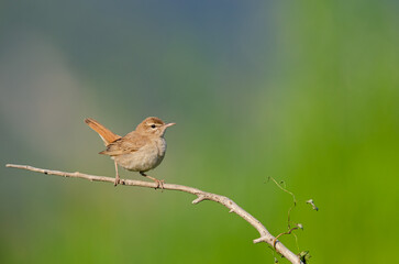 Rufous-tailed Scrub Robin on a branch. Cercotrichas galactotes. Green background.