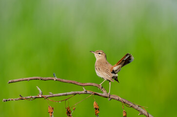 Rufous-tailed Scrub Robin on a branch. Cercotrichas galactotes. Green background.