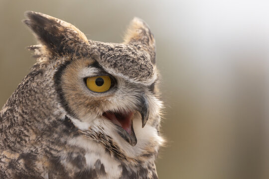 Close up portrait of a great horned owl as it opens it's beak to call out in soft overcast light conditions. 