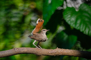 Naklejka premium Rufous-tailed Scrub Robin on a branch. Cercotrichas galactotes. Green background.