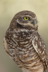 Portrait of a burrowing owl turning it's head and looking to the right, in soft light, with an out of focus green background. 