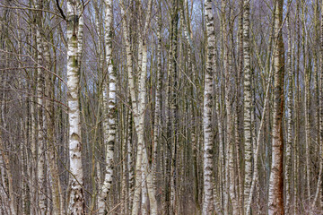 Fototapeta premium Selective focus of tree trunks in the forest, White bark with leafless in winter, Birch is a thin leaved deciduous hardwood tree of the genus Betula in the family Betulaceae, Nature background.