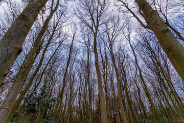 Uprisen angle with view of leafless tree twig under dark and cloudy day, Silhouette of bare branches trees in the forest after leaves fallen in winter, Nature texture pattern background.