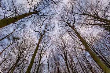 Fototapeta na wymiar Uprisen angle with view of leafless tree twig under dark and cloudy day, Silhouette of bare branches trees in the forest after leaves fallen in winter, Nature texture pattern background.