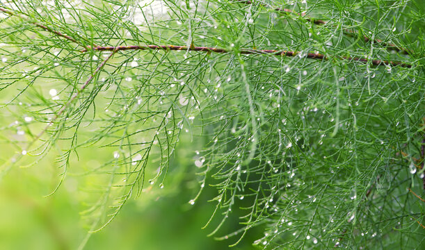 Close up of a tamarisk branch with water drops