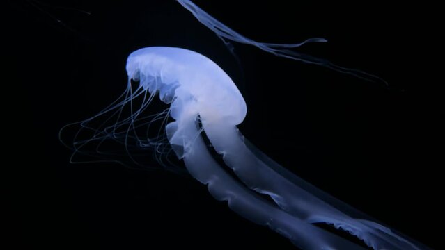 Indonesian sea nettle Jellyfish, 4K UHD