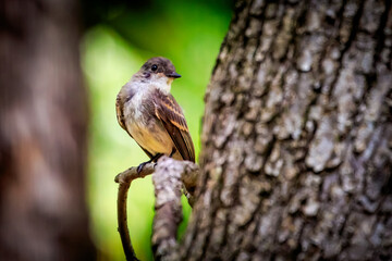 Juvenile Eastern Phoebe (Sayornis phoebe) on a tree trunk