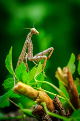 Carolina Mantis (Pearl Crescent (Phyciodes tharos) on green and yellow plants) hiding among leaves