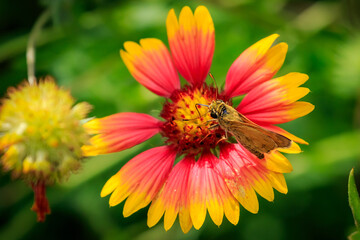 Skipper butterfly on a Gallardia blosom