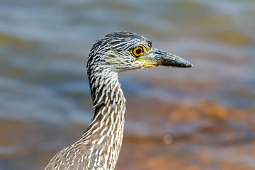 Juvenile Yellow-crowned Night Heron (Nyctanassa violacea) wading in a lake.