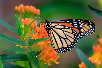 Monarch Butterfly (Danaus plexippus) on green and orange plants