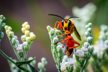 Great Golden Digger Wasp (Sphex ichneumoneus)on grean and white foliage