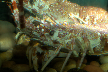 Lobster inside the aquarium.