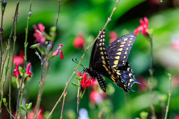 Black Swallowtail butterfly (Papilio polyxenes) on foliage