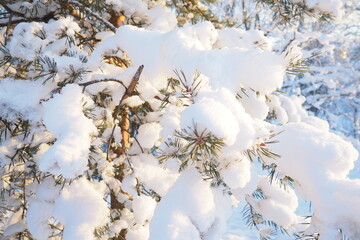 Pine forest in winter during the day in severe frost, Karelia. Snow on the coniferous branches. Frosty sunny weather anticyclone. Scots pine Pinus sylvestris is a plant pine Pinus of Pine Pinaceae - obrazy, fototapety, plakaty