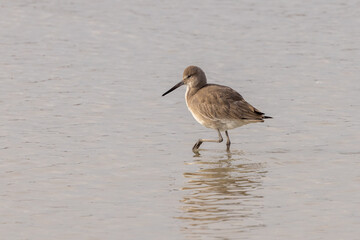 A willet walking in shallow water at the Matanzas Inlet.