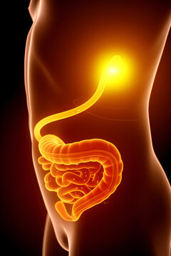 3d rendered illustration of a digestive organs 