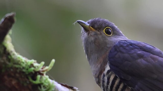 A Sunda Cuckoo, scientifically known as Cuculus lepidus, sits perched on a branch amidst the lush, vibrant foliage of its tropical forest home