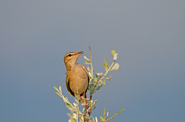 Rufous-tailed Scrub Robin on a branch. Cercotrichas galactotes