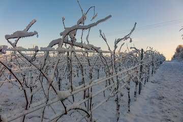 Weinberg im Winter