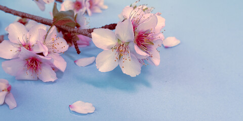 Blue background with blossoming pink almond flowers. Perfect for fresh, joyful greetings.