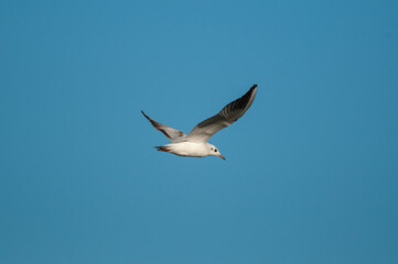 Fototapeta na wymiar Gull flying in the sky. Black-headed Gull. Chroicocephalus ridibundus.
