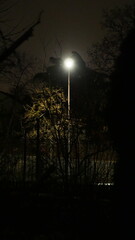 Eclairage d'un haut lampadaire de lumière branche, à travers une multitude de branches d'arbres sans feuilles, nocturne total, point d'observation en lumière, repère, guidage, le soir, la nuit, seul